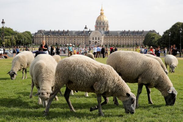 Стадо овец во время перегона скота в Париже, Франция - Sputnik Кыргызстан