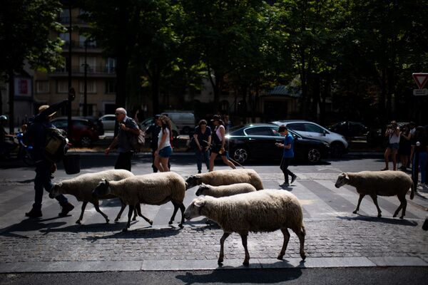 Пастух ведет овец во время перегона скота в Париже, Франция - Sputnik Кыргызстан