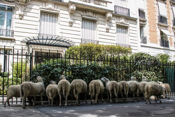Овцы у жилого дома в Париже  - Sputnik Кыргызстан