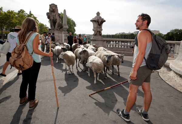 Пастухи направляют овец по мосту Александра III в Париже - Sputnik Кыргызстан