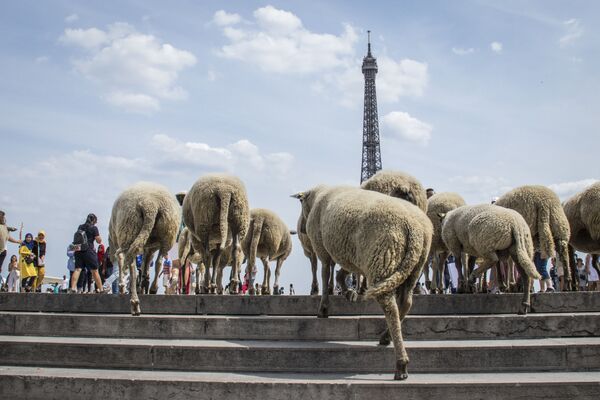 Овцы напротив Эйфелевой башни в Париже - Sputnik Кыргызстан