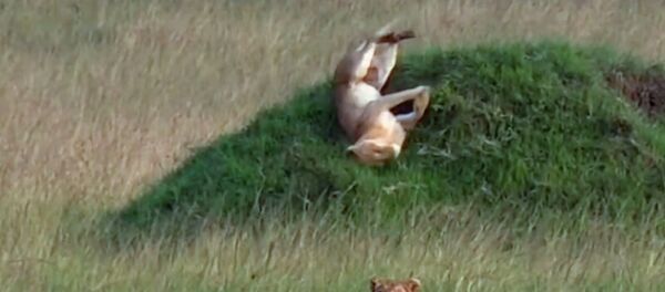 Жөн эле жаткан... Күтүлбөгөн жерден жылгаяк тепкен арстандын видеосу - Sputnik Кыргызстан