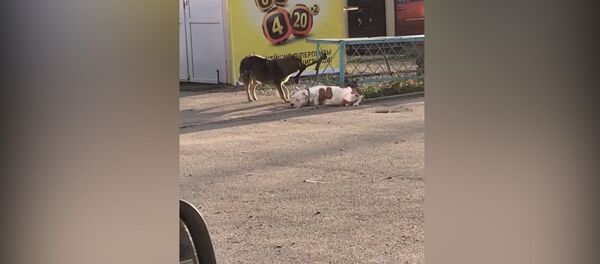 Кежеңдете сүйрөп... Ит көчөдөгү башка иттин жибин кырчып, ээрчитип бара жаткан видео - Sputnik Кыргызстан