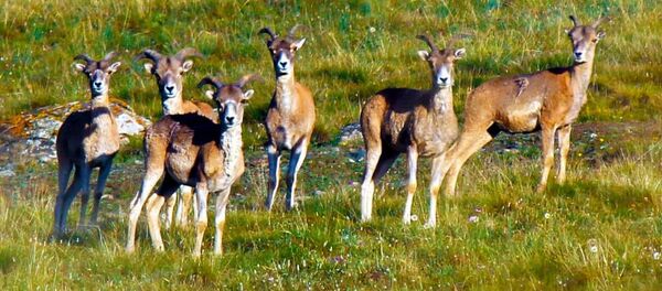 Мониторинг диких животных на сыртовой зоне Джети-Огузского района Мониторинг диких животных на сыртовой зоне Джети-Огузского района - Sputnik Кыргызстан