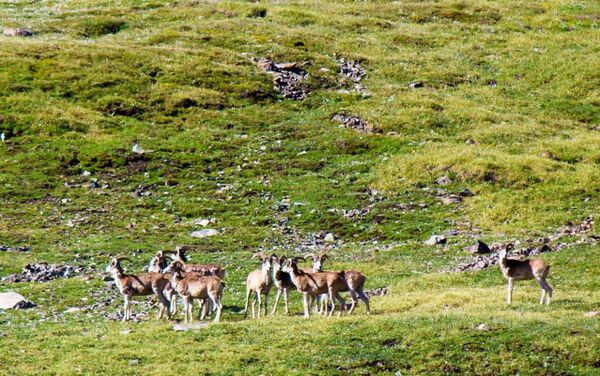 Сотрудники Департамента сохранения биоразнообразии и особо охраняемых природных территорий проводят мониторинг численности животных.  - Sputnik Кыргызстан