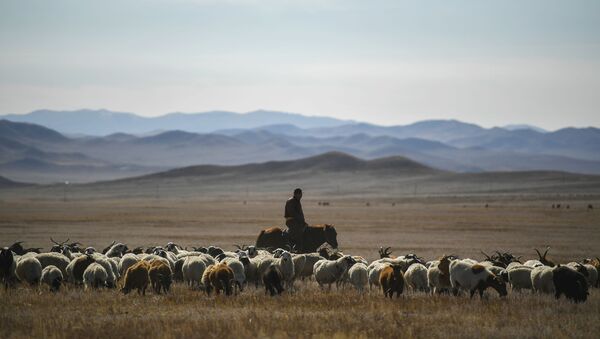 Пастух на пастбище. Архивное фото - Sputnik Кыргызстан