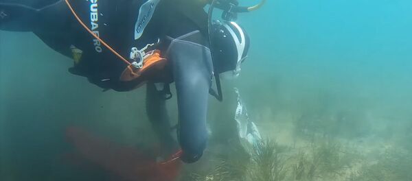 Это должен видеть каждый отдыхающий на Иссык-Куле. Ужасные кадры со дна озера - Sputnik Кыргызстан