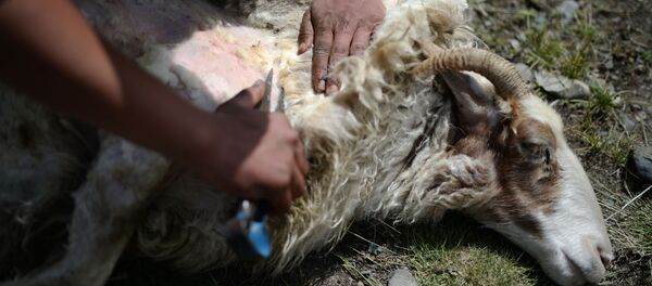 Жизнь чабанов в Республике Алтай Жизнь чабанов в Республике Алтай - Sputnik Кыргызстан