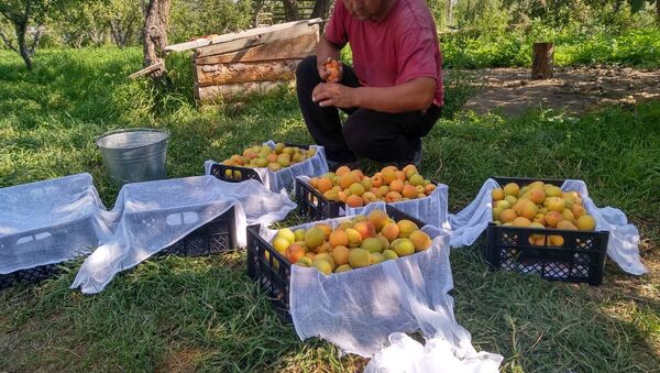 Сезон урожая урюка в Иссык-Кульской области - Sputnik Кыргызстан