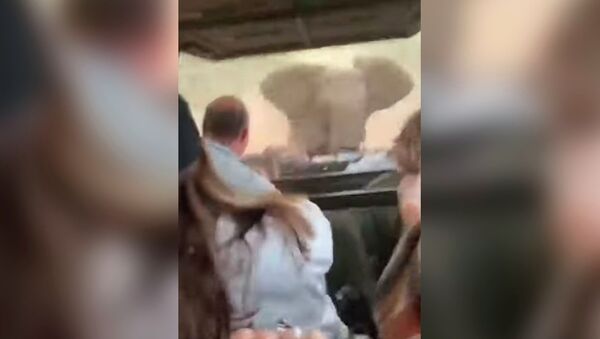 Разгневанный слон устроил погоню за автомобилем, полным туристов. Видео - Sputnik Кыргызстан