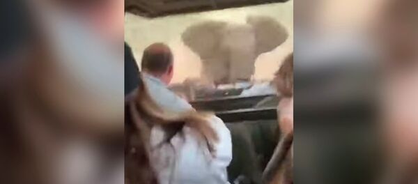 Разгневанный слон устроил погоню за автомобилем, полным туристов. Видео - Sputnik Кыргызстан