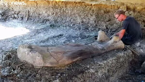 Найдена гигантская кость одного из крупнейших существ на Земле — видео - Sputnik Кыргызстан