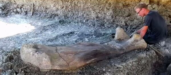 Найдена гигантская кость одного из крупнейших существ на Земле — видео - Sputnik Кыргызстан