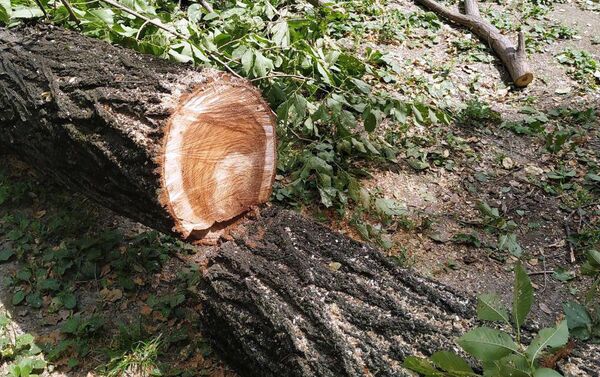 Пресс-секретарь муниципального предприятия Бишкекзеленхоз Аида Айдаралиева написала в группе, что дерево было здоровым, но от него отломилась ветка. - Sputnik Кыргызстан