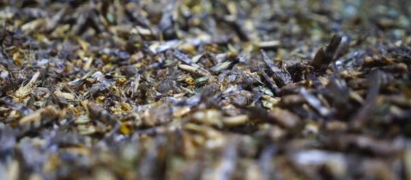 Кузнечики атаковали Лас-Вегас, их сотни тысяч —жуткое видео - Sputnik Кыргызстан