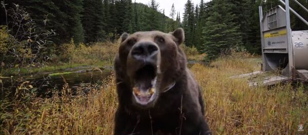 Что видит жертва, когда на нее нападает громадный гризли — видео - Sputnik Кыргызстан
