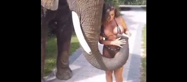 Слон пытается сорвать бикини с модели Playboy — забавное видео Слон пытается сорвать бикини с модели Playboy — забавное видео - Sputnik Кыргызстан