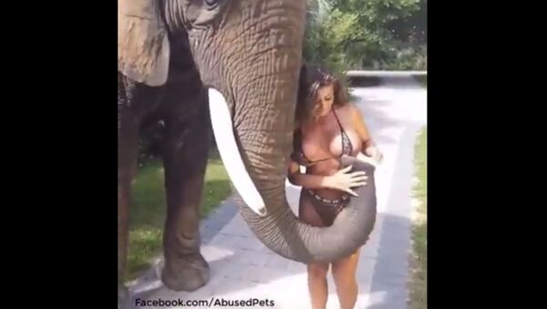 Слон пытается сорвать бикини с модели Playboy — забавное видео - Sputnik Кыргызстан