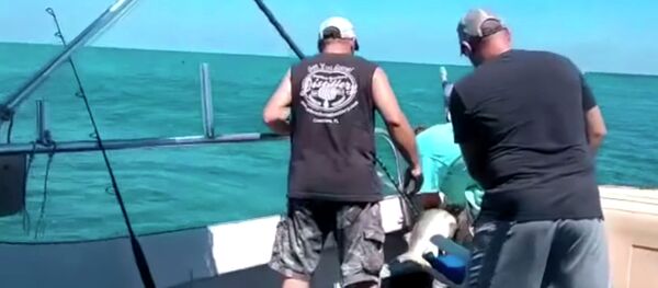 Суровая месть — акула вцепилась в ногу поймавшего ее рыбака. Видео Суровая месть — акула вцепилась в ногу поймавшего ее рыбака. Видео - Sputnik Кыргызстан