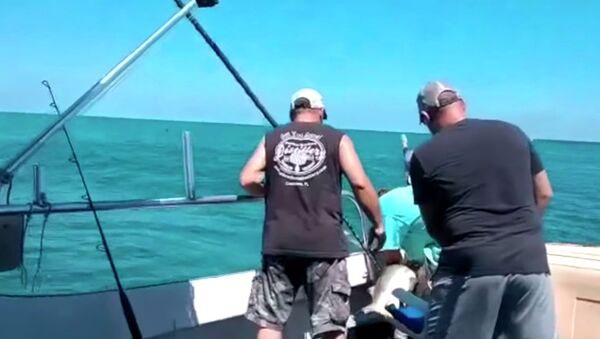 Суровая месть — акула вцепилась в ногу поймавшего ее рыбака. Видео - Sputnik Кыргызстан
