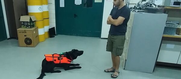 Создан пульт управления собакой. Как он работает — видео - Sputnik Кыргызстан