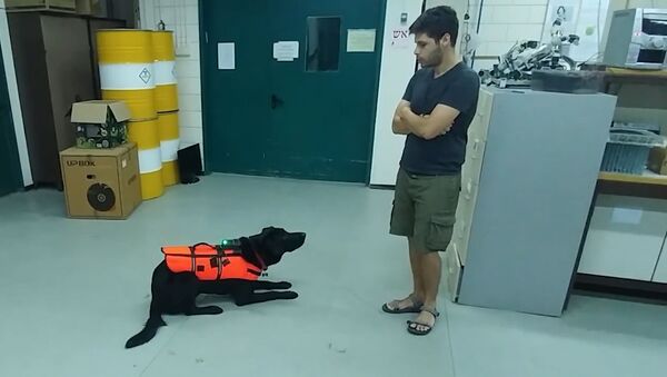 Создан пульт управления собакой. Как он работает — видео - Sputnik Кыргызстан