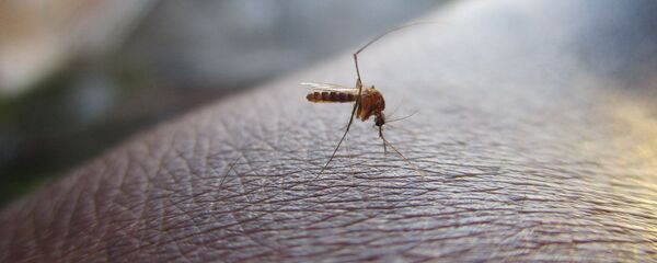 Укусы комаров  - Sputnik Кыргызстан