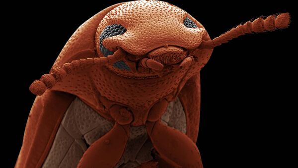 Снимок Confused flour beetle фотографа David Spears, попавший в шортилст конкурса научной фотографии Royal Photographic Society 2019 - Sputnik Кыргызстан