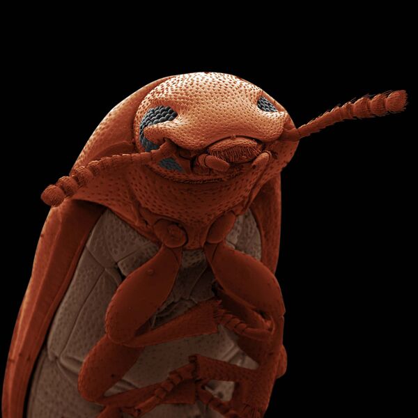 Снимок Confused flour beetle фотографа David Spears, попавший в шортилст конкурса научной фотографии Royal Photographic Society 2019 - Sputnik Кыргызстан