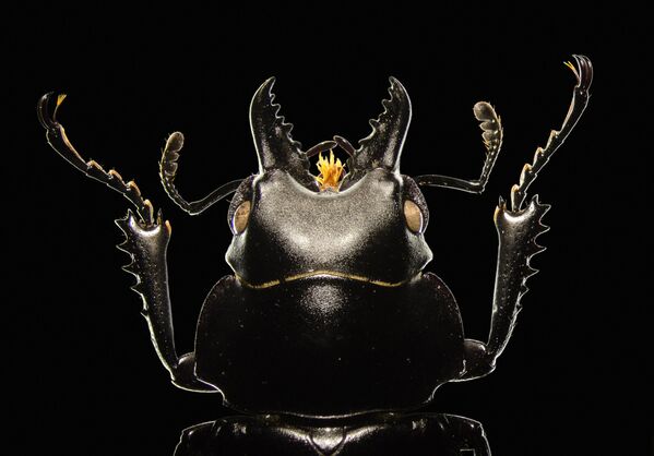 Снимок Stag beetle фотографа Viktor S√Ωkora, попавший в шортилст конкурса научной фотографии Royal Photographic Society 2019 - Sputnik Кыргызстан