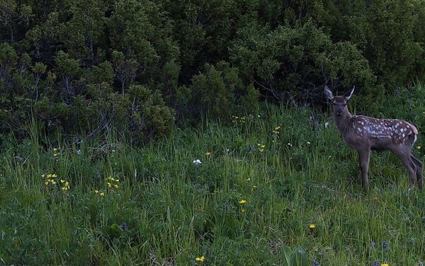 Фотоловушки запечатлели краснокнижных животных вне заповедной зоны, сообщила пресс-секретарь германского Союза охраны природы в Кыргызстане (NABU) Зарина Эсенбаева - Sputnik Кыргызстан