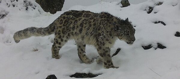 Фотокапкандар Кызыл китепке кирген жаныбарлар коруктун сыртында жүргөнүн тартып алды - Sputnik Кыргызстан