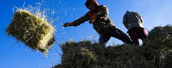 Чөп жыйнап жаткан дыйкандар. Архив - Sputnik Кыргызстан