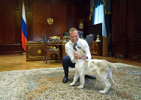 Прогулка премьер-министра РФ Д. Медведева с алабаем Айком  - Sputnik Кыргызстан