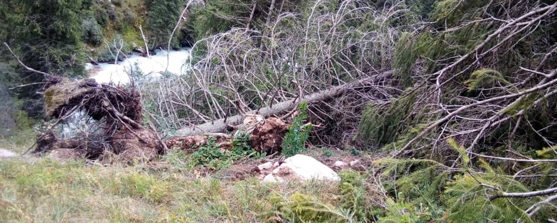 Информация о вырубке леса в  Григорьевском ущелье - Sputnik Кыргызстан, 1920, 16.02.2026