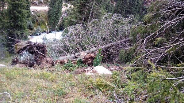 Информация о вырубке леса в  Григорьевском ущелье - Sputnik Кыргызстан