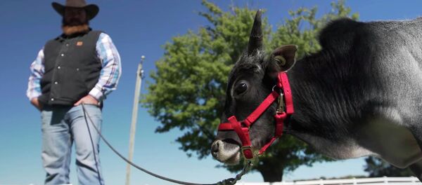 Как выглядит самый маленький бык в мире - Sputnik Кыргызстан