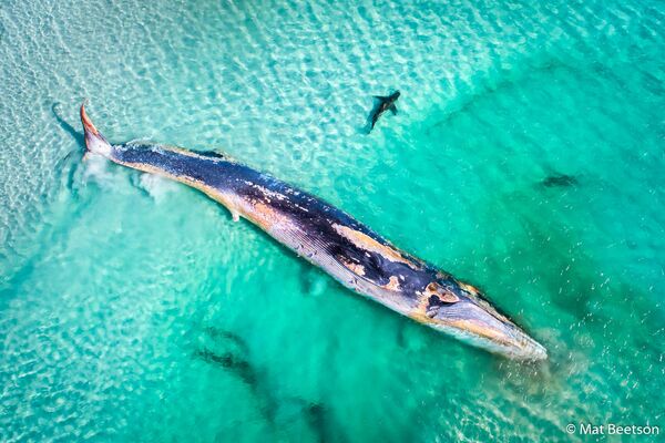 Снимок Fin Whale’s Demise фотографа Mat Beetson, победивший в конкурсе 2019 Australian Geographic Nature Photographer of the Year - Sputnik Кыргызстан