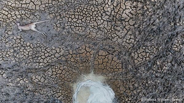 Снимок The Watering Hole фотографа Melissa Williams-Brown, победивший в категории Our Impact конкурса 2019 Australian Geographic Nature Photographer of the Year - Sputnik Кыргызстан
