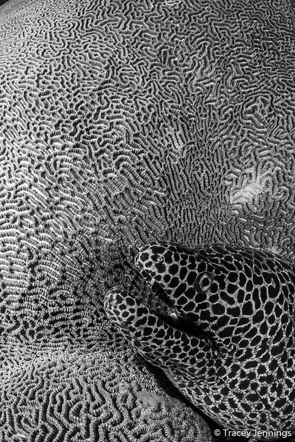 Снимок Texture фотографа Tracey Jennings, победивший в категории Monochrome конкурса 2019 Australian Geographic Nature Photographer of the Year - Sputnik Кыргызстан