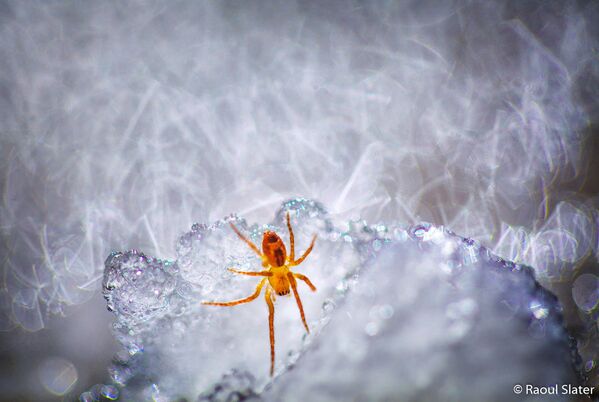 Снимок Spider On Ice фотографа Raoul Slater, занявший второе место в категории Animal Habitat конкурса 2019 Australian Geographic Nature Photographer of the Year  - Sputnik Кыргызстан