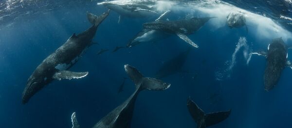 Снимок The Heat Run фотографа Scott Portelli, победивший в категории Animal Behaviour конкурса 2019 Australian Geographic Nature Photographer of the Year Снимок The Heat Run фотографа Scott Portelli, победивший в категории Animal Behaviour конкурса 2019 Australian Geographic Nature Photographer of the Year - Sputnik Кыргызстан
