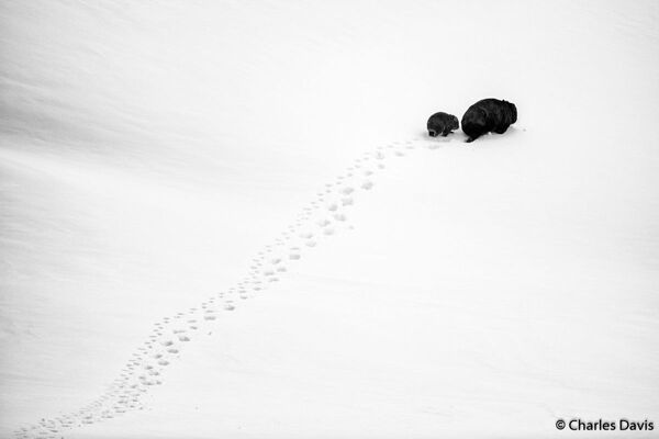 Снимок Big Step Little Step фотографа Charles Davis, победивший в категории Portfolio конкурса 2019 Australian Geographic Nature Photographer of the Year - Sputnik Кыргызстан