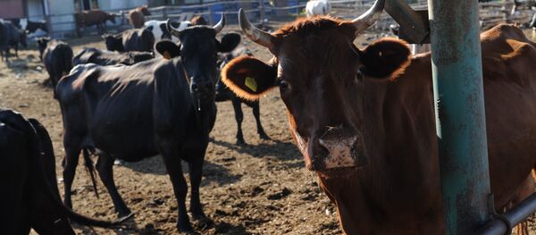 Работа ООО Сахарный комбинат Тихорецкий в Краснодарском крае - Sputnik Кыргызстан