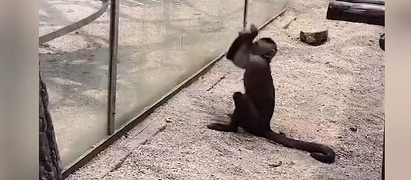 Обезьяна применила орудие труда для попытки побега — соцсети поражены. Видео Обезьяна применила орудие труда для попытки побега — соцсети поражены. Видео - Sputnik Кыргызстан
