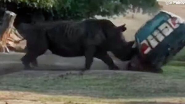 Разъяренный носорог трижды перевернул авто с людьми — шокирующее видео - Sputnik Кыргызстан