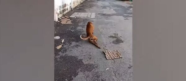 Бутун сүйрөп арамзаланган. Кайыр сураган ит интернет жылдызына айланды. Видео Бутун сүйрөп арамзаланган. Кайыр сураган ит интернет жылдызына айланды. Видео - Sputnik Кыргызстан