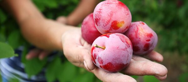 Кара өрүк. Архив - Sputnik Кыргызстан