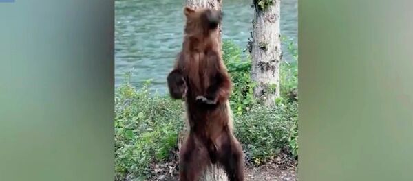 Даракты кучактап кашынып, жонун тырматкан аюунун видеосу - Sputnik Кыргызстан