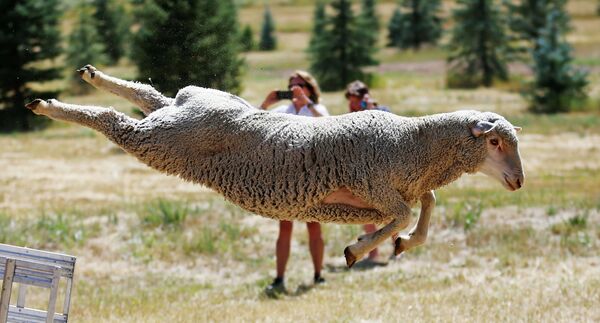 Ежегодные соревнования по загону овец в американском штате Юта - Sputnik Кыргызстан